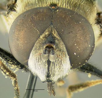 Media type: image;   Entomology 603719 Aspect: head frontal view